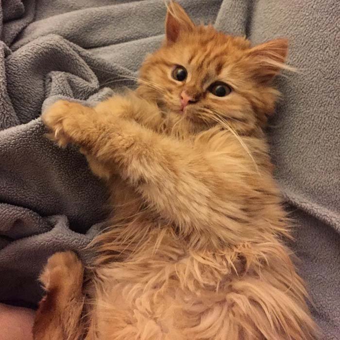 Rey, la gata sonriente