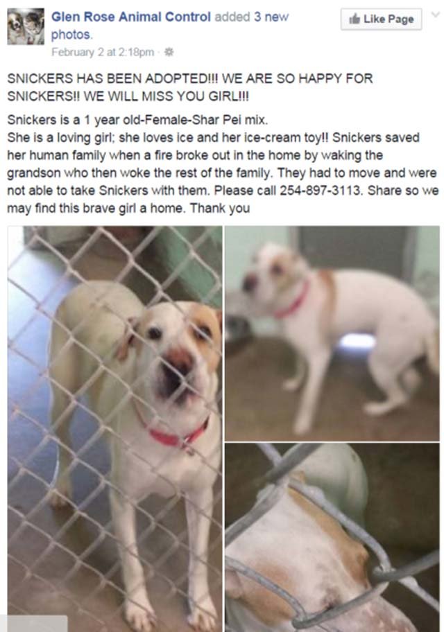 Snickers adoptada