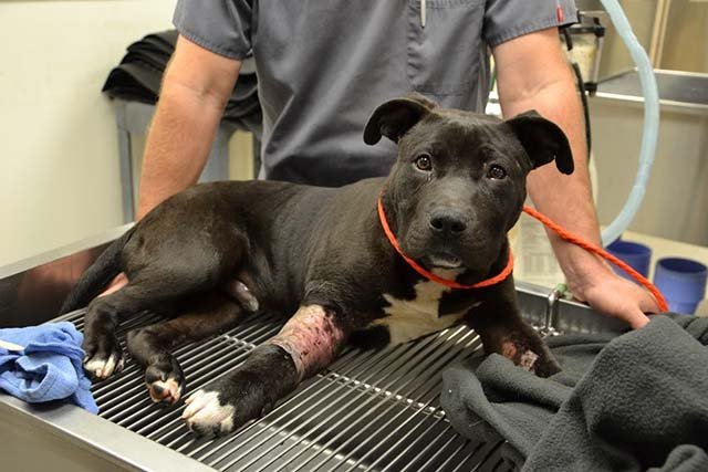 Zeus perdió una pata