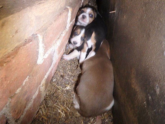 cachorros en la pared