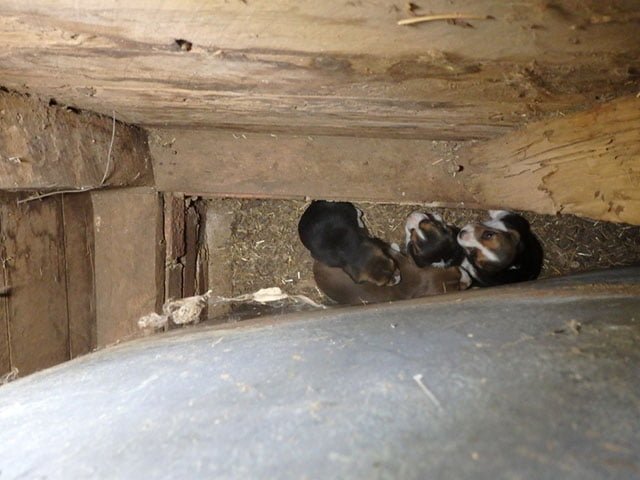 cachorros escondidos en la pared