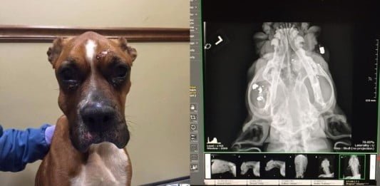 disparó a su perra en la cabeza