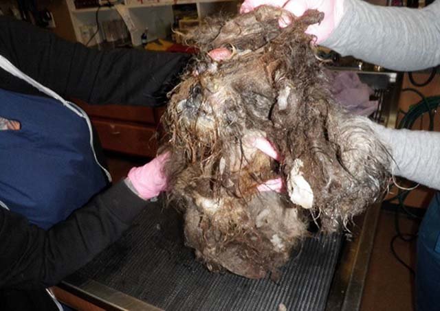 familia abandonó a su perro
