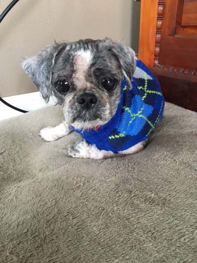 fotos después del perro abandonado