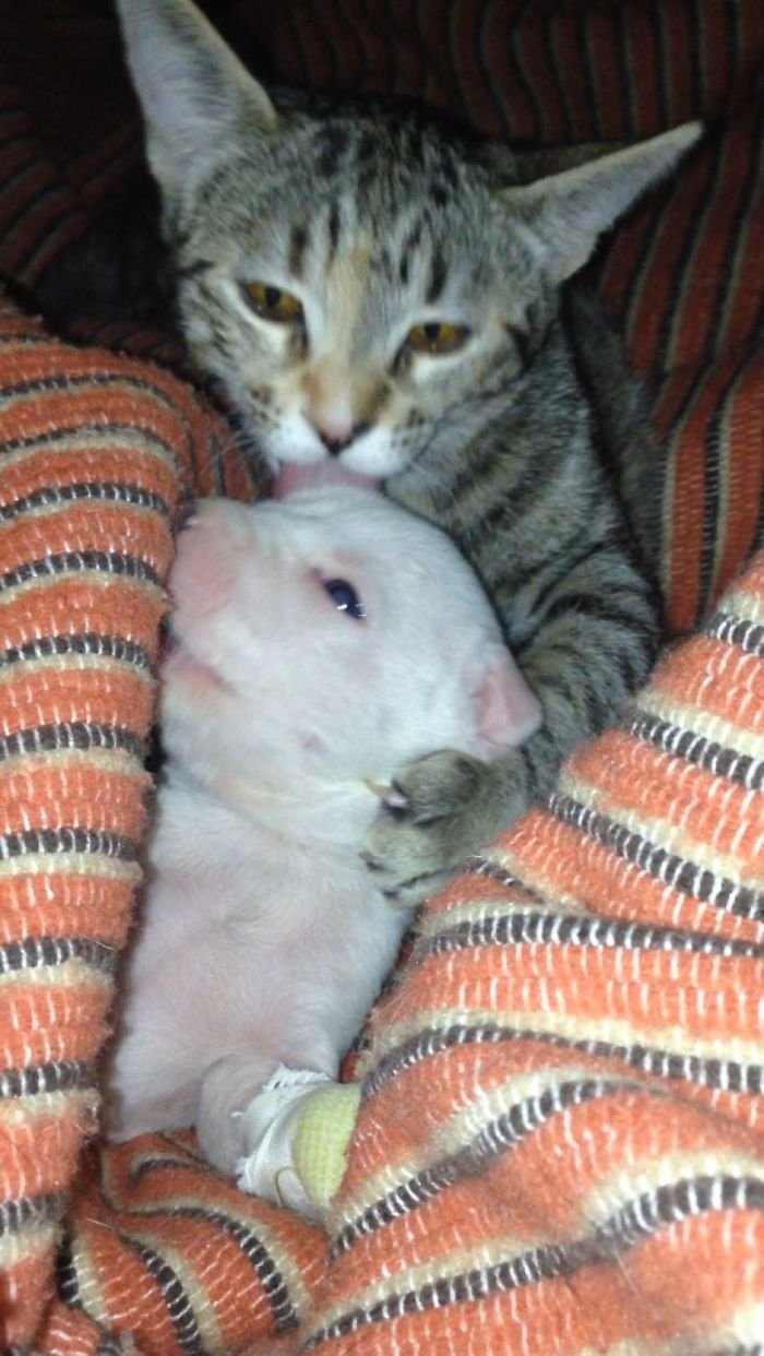 gato y pit bull