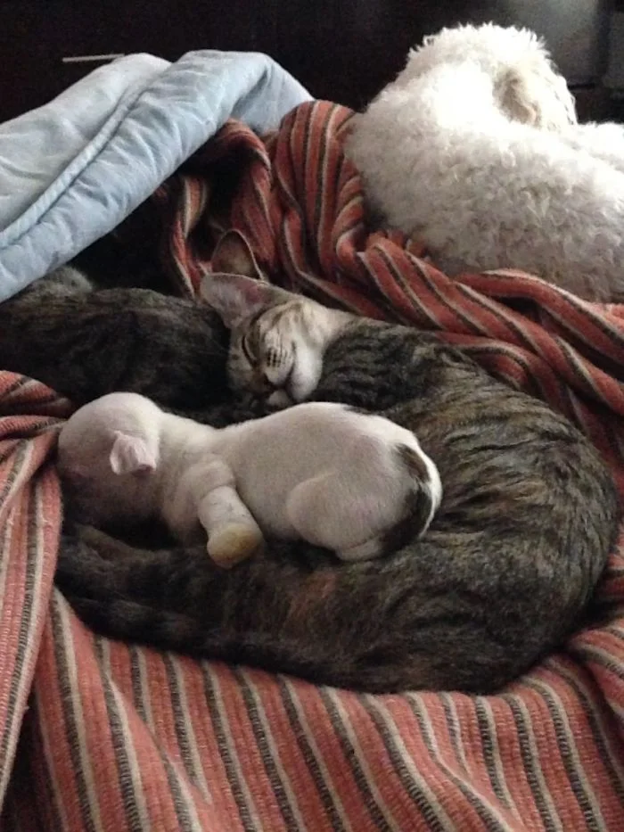 gatos adoptan a un pit bull