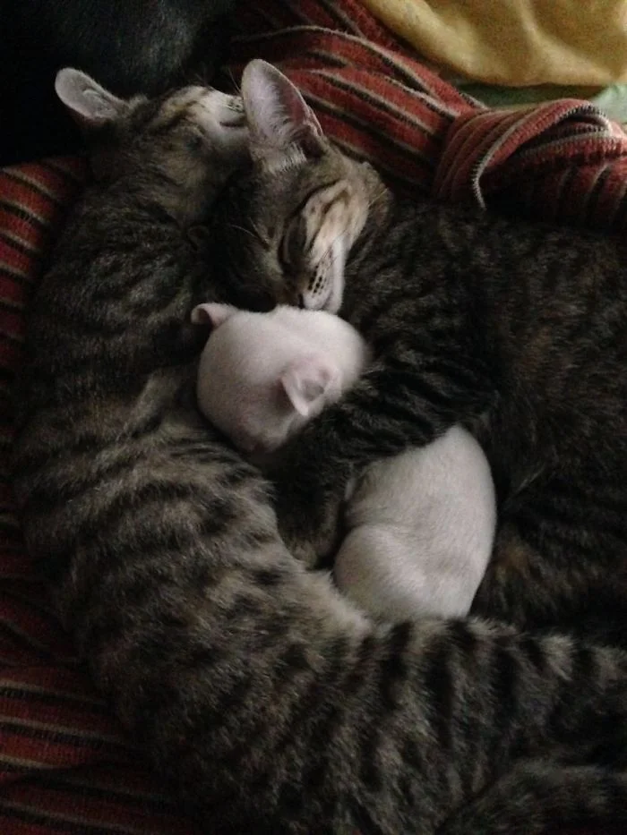 gatos adoptaron a un pit bull