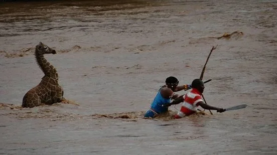 jirafa en el río Uaso Nyiro