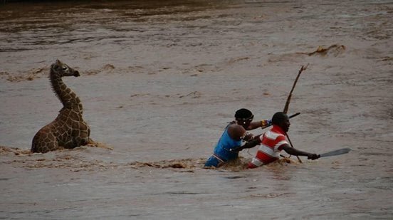 jirafa en el río Uaso Nyiro jirafa en el río Uaso Nyiro