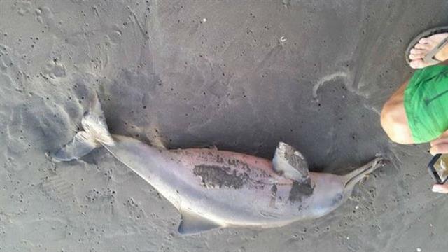 muere bebé delfín