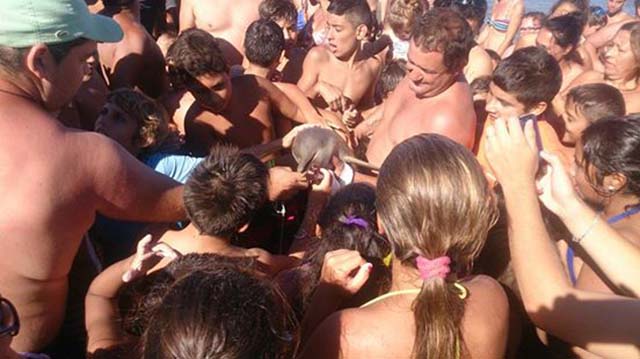 multitud asesina a un delfín multitud asesina a un delfín