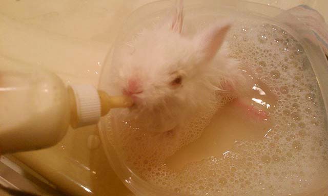 pequeño conejo tomando biberón