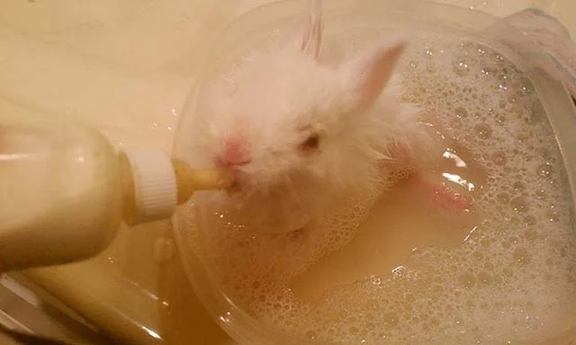 pequeño conejo tomando biberón