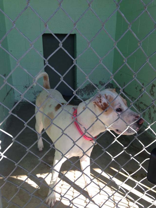 perra salvó a su familia y la abandonaron perra salvó a su familia y la abandonaron