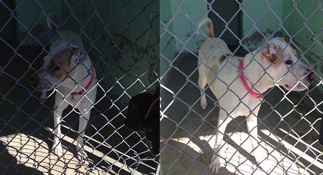 Perra salvó a su familia de un incendio y la abandonaron