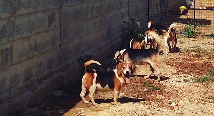 Primeros perros liberados de un laboratorio en la India 1 perros liberados de un laboratorio