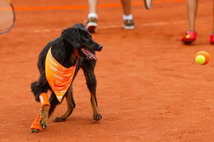 perros recoge pelotas