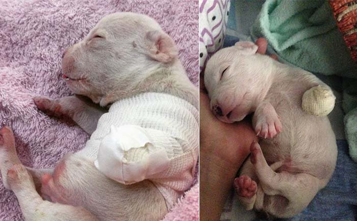 pit bull cachorro