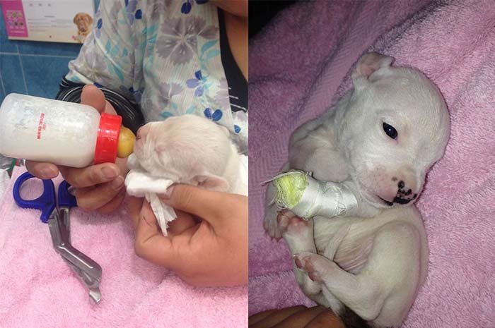 pit bull de tres patas