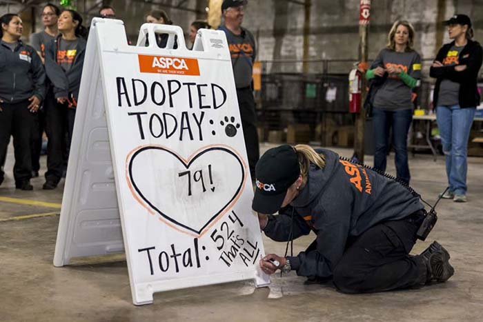 Adopción masiva Adopción masiva