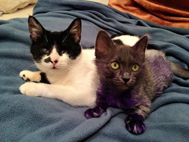 Amistad de Pitufo y Wanda