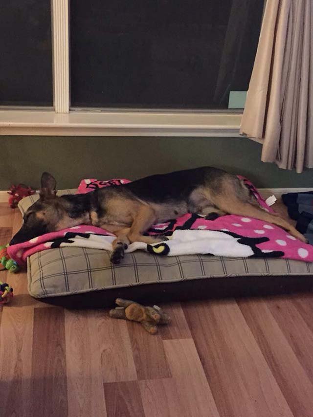 Bella en su nuevo hogar