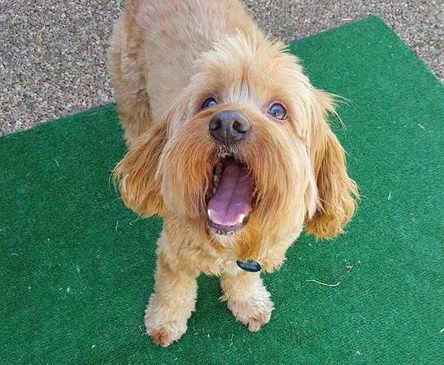 Benji abandonado después de cuatro años Benji abandonado después de cuatro años