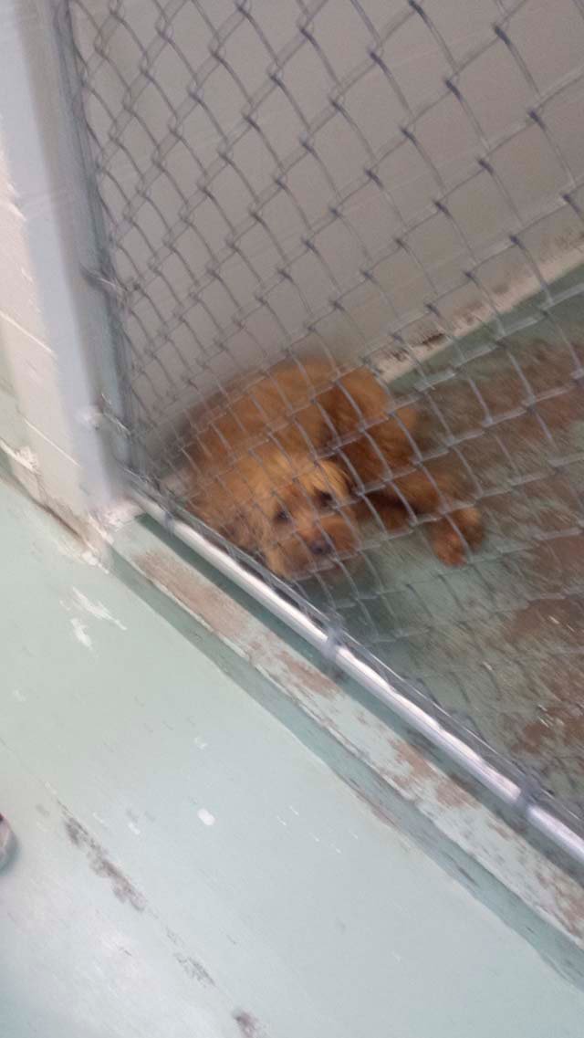 Benji en el refugio