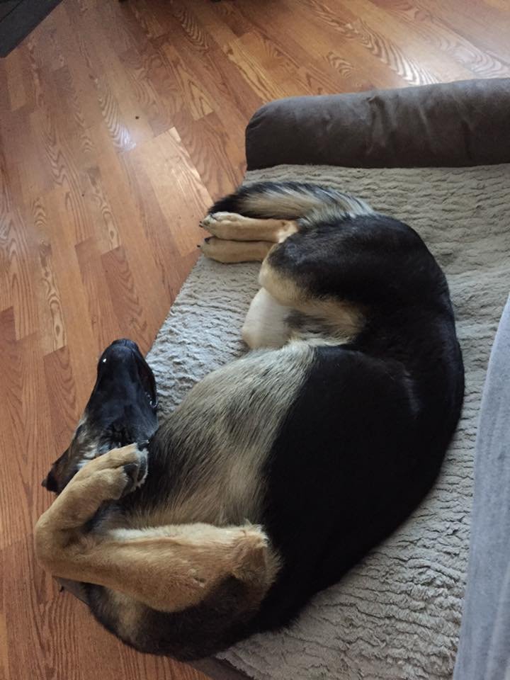 Bruno