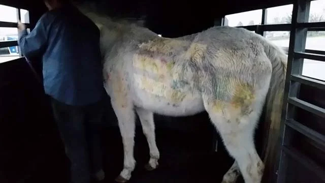 Caballo rescatado, le dispararon con pistola de paintball