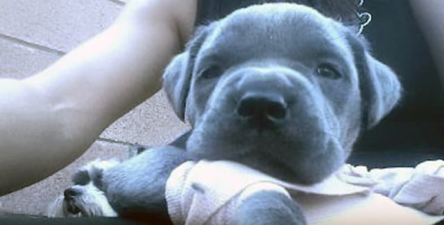 Cachorro con Síndrome del Cachorro Nadador