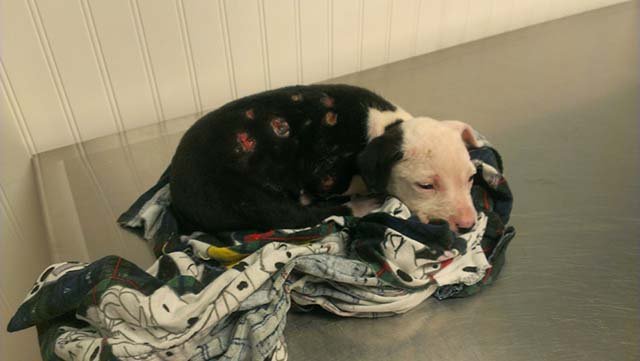 Cachorro quemado Cachorro quemado