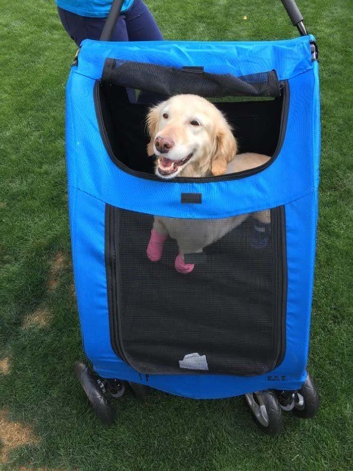 Carrito para perros