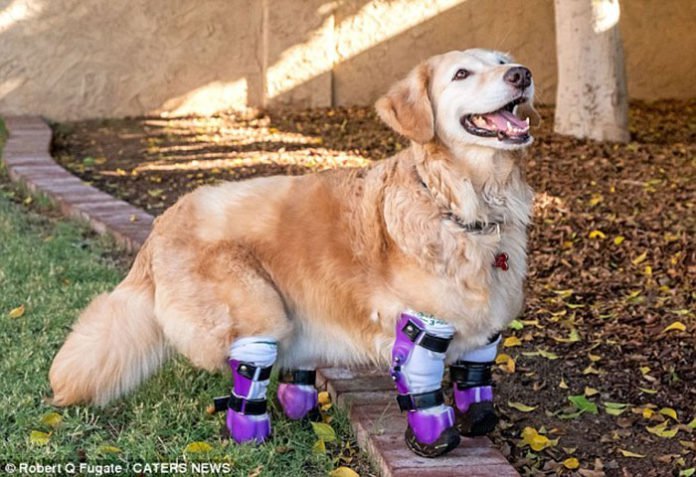 Chi Chi perdió sus patas y recibe prótesis