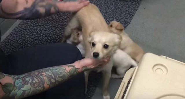 Cora oliendo a sus cachorros