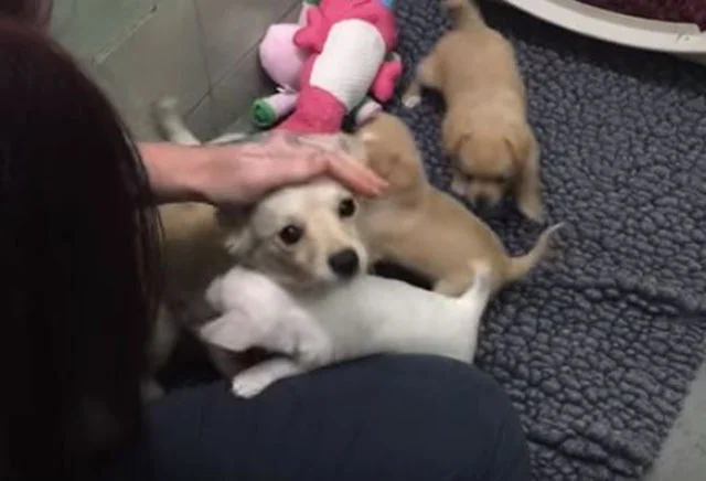 Cora y sus cachorros