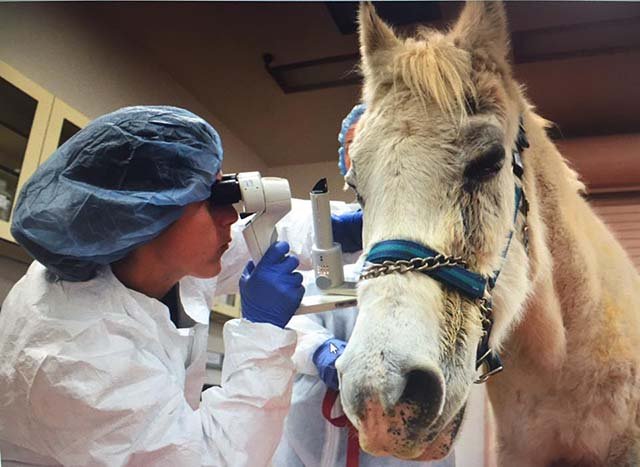 Dan recompensa para hallar al maltratador de este caballo