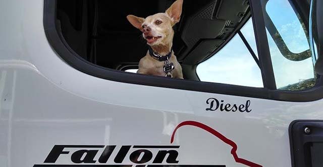 Diesel es feliz