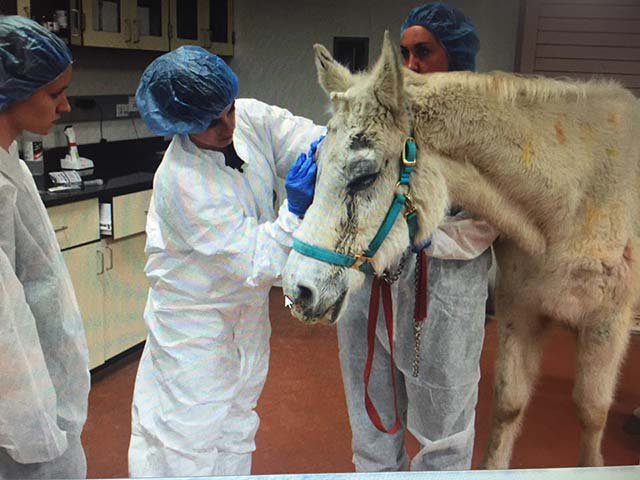 Dispararon a un caballo con pistola de paintball