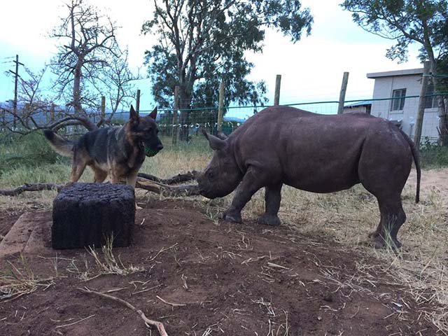 Duma y Nandi
