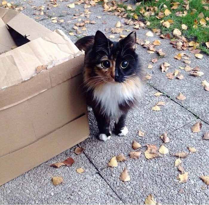 Gata rescatada es ciega