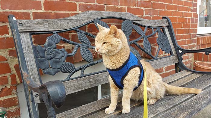 Gato de 21 años tiene aventuras todo el tiempo Gato de 21 años tiene aventuras todo el tiempo
