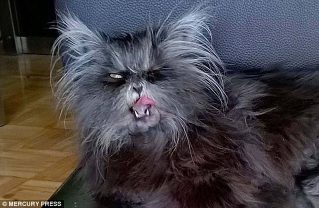 Gato síndrome extraño de hombre lobo