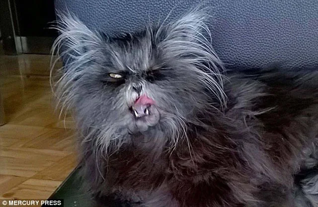 Gato síndrome extraño de hombre lobo Gato síndrome extraño de hombre lobo