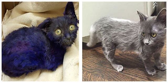 Gato usado como cebo de peleas de perros