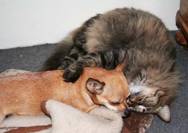 Gato y Chihuahua