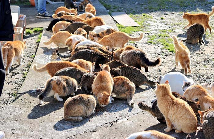 Gatos en la Isla