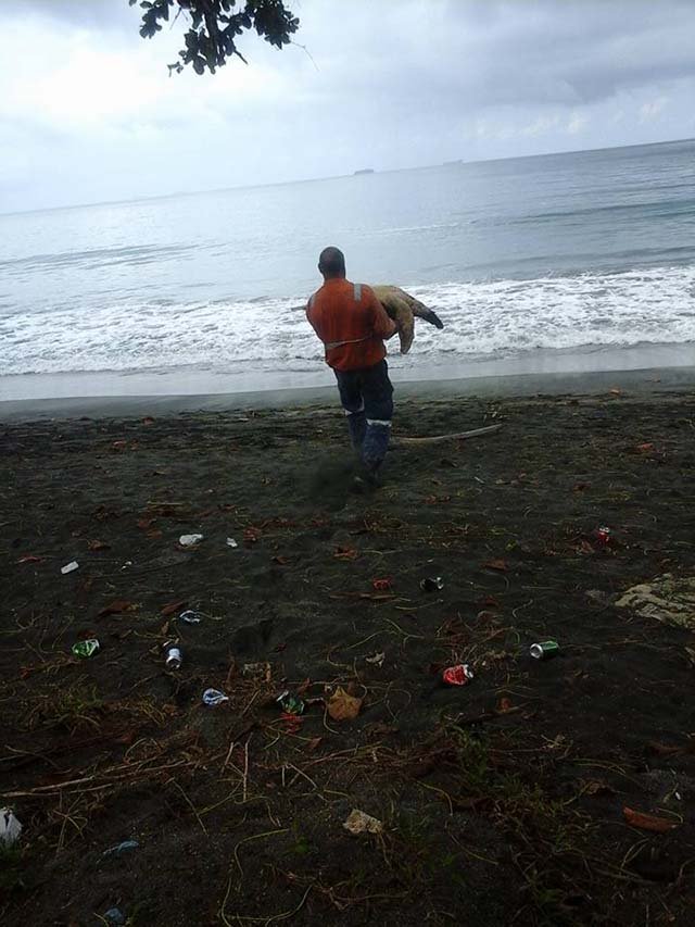 Hombre compra tortugas y las libera