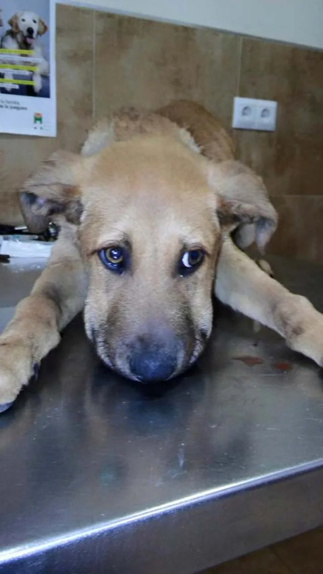 Igor, un perro usado para alimentar a otro Igor, un perro usado para alimentar a otro