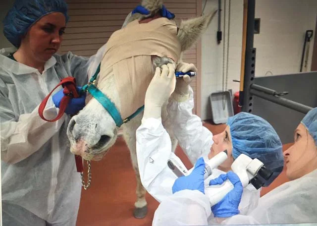 Le dispararon a un caballo